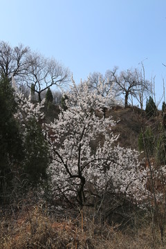杏花