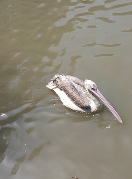 動(dòng)物園 野生動(dòng)物 鳥類 樹森