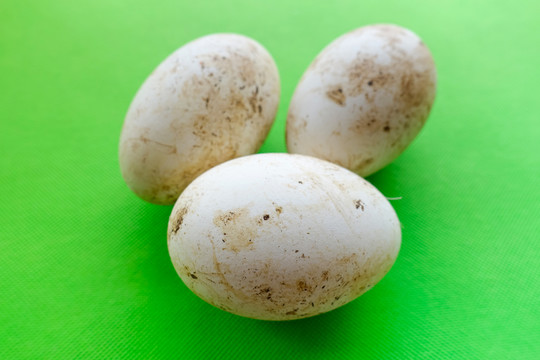 生態(tài)鵝蛋