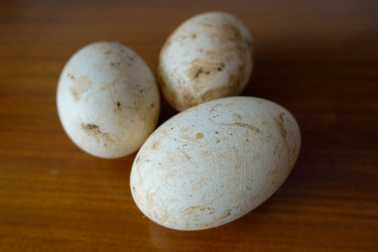 生態(tài)鵝蛋