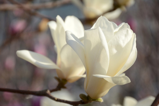 玉蘭花