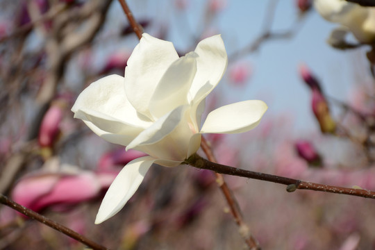 玉蘭花