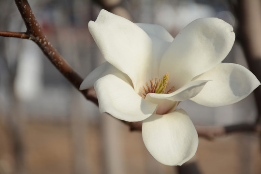 玉蘭花