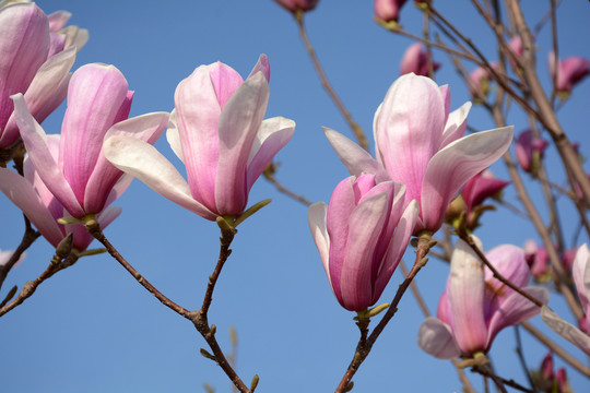 玉蘭花