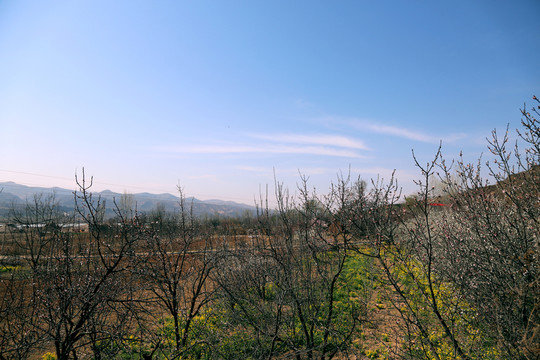 田園春色
