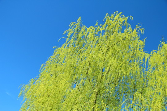 柳枝