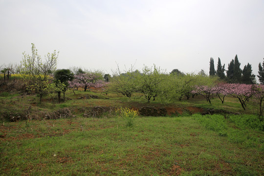 桃花 果園 春天