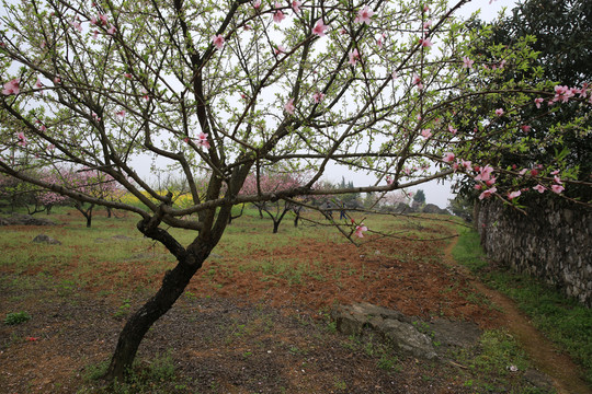 桃花園