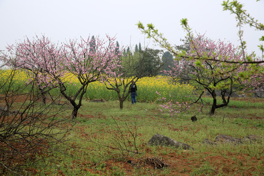 春游 桃花 果園 春天