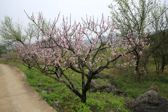 桃花園 旅游 春天