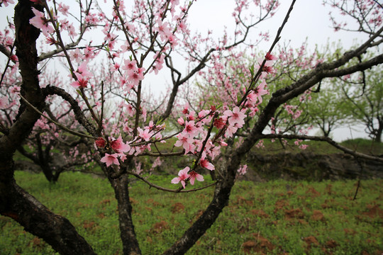 桃花園 旅游 春天 花朵