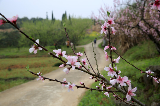 桃花
