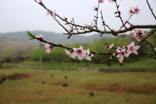 桃花