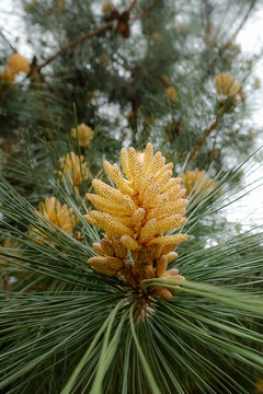 松花