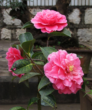 山茶花