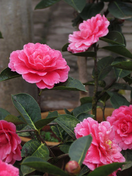 山茶花