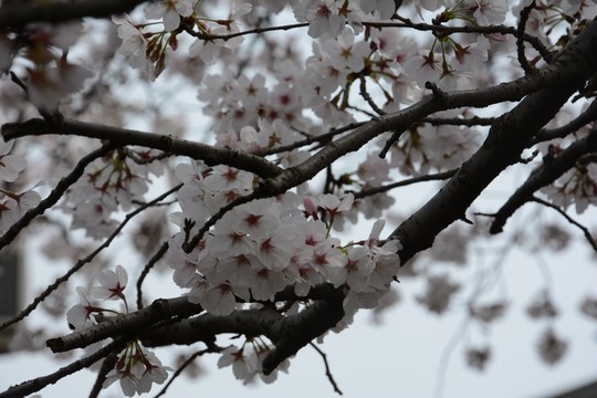 櫻花