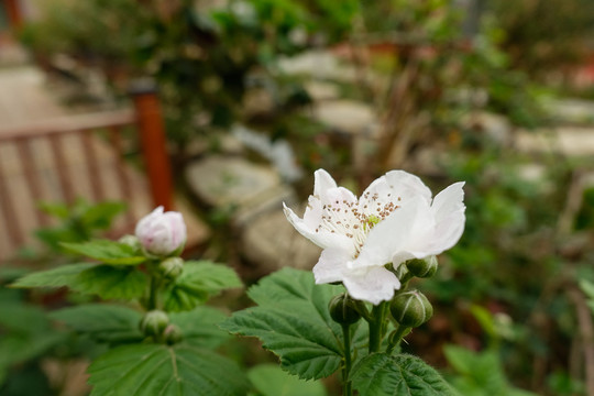 樹莓花