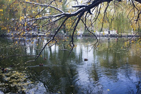秋景