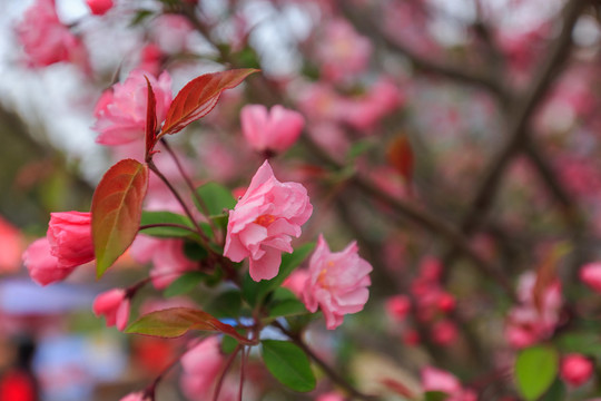 上海人民公園海棠花