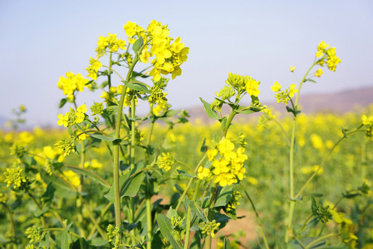 油菜花