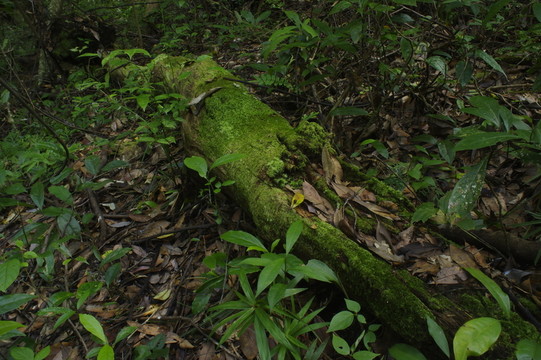 原始森林青苔老樹