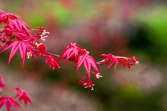 紅楓