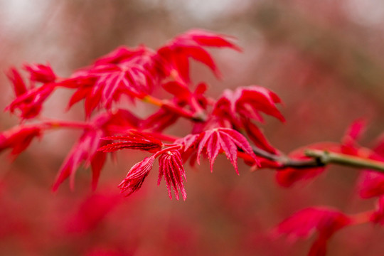 紅楓