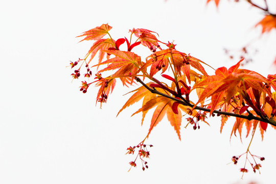 紅楓