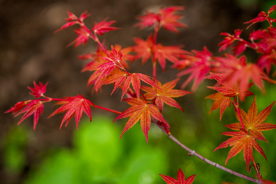 紅楓