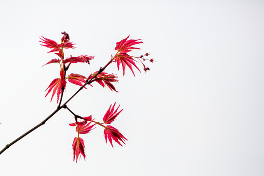 紅楓
