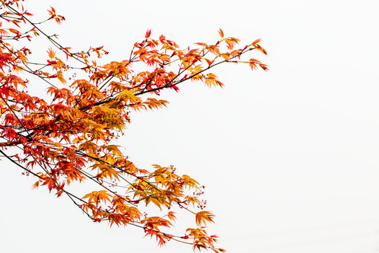紅楓