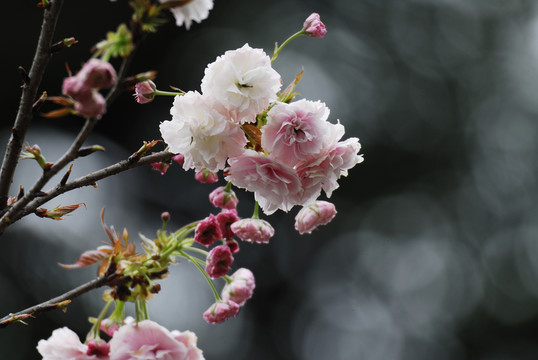櫻花