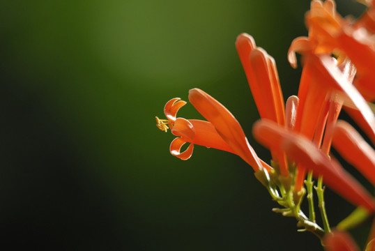 炮仗花