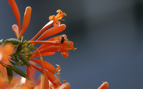炮仗花