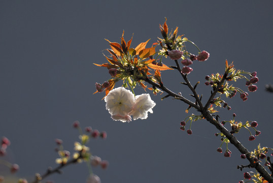 櫻花
