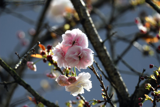 櫻花