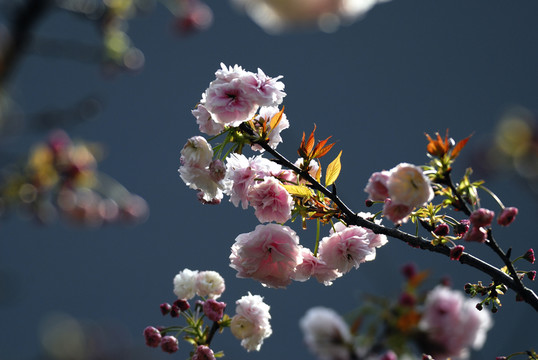 櫻花