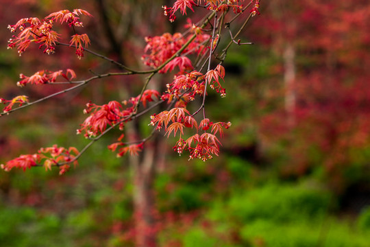 紅楓