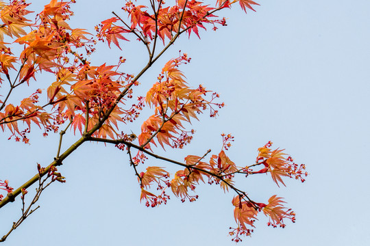 紅楓