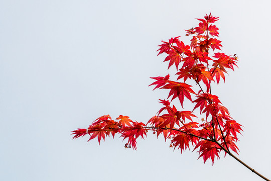 紅楓