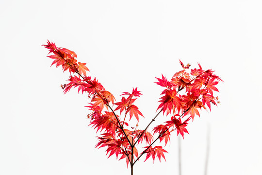 紅楓