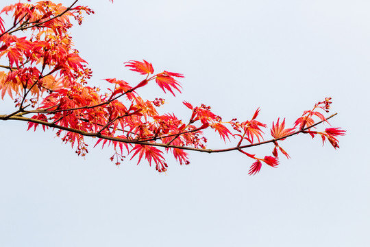 紅楓