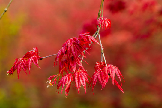 紅楓