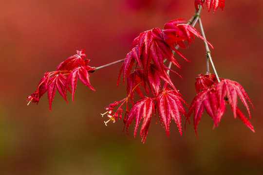 紅楓