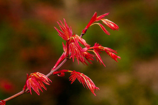 紅楓