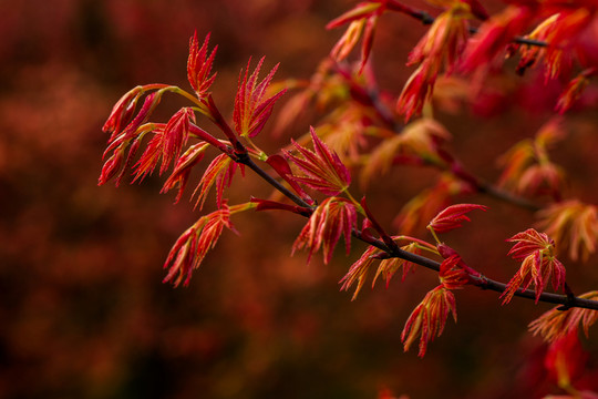 紅楓