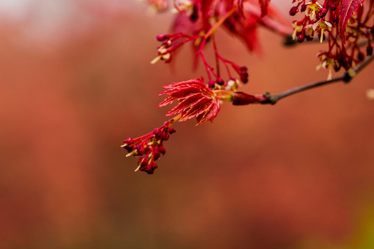 紅楓