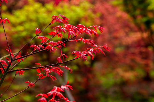 紅楓