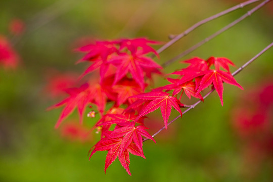 紅楓